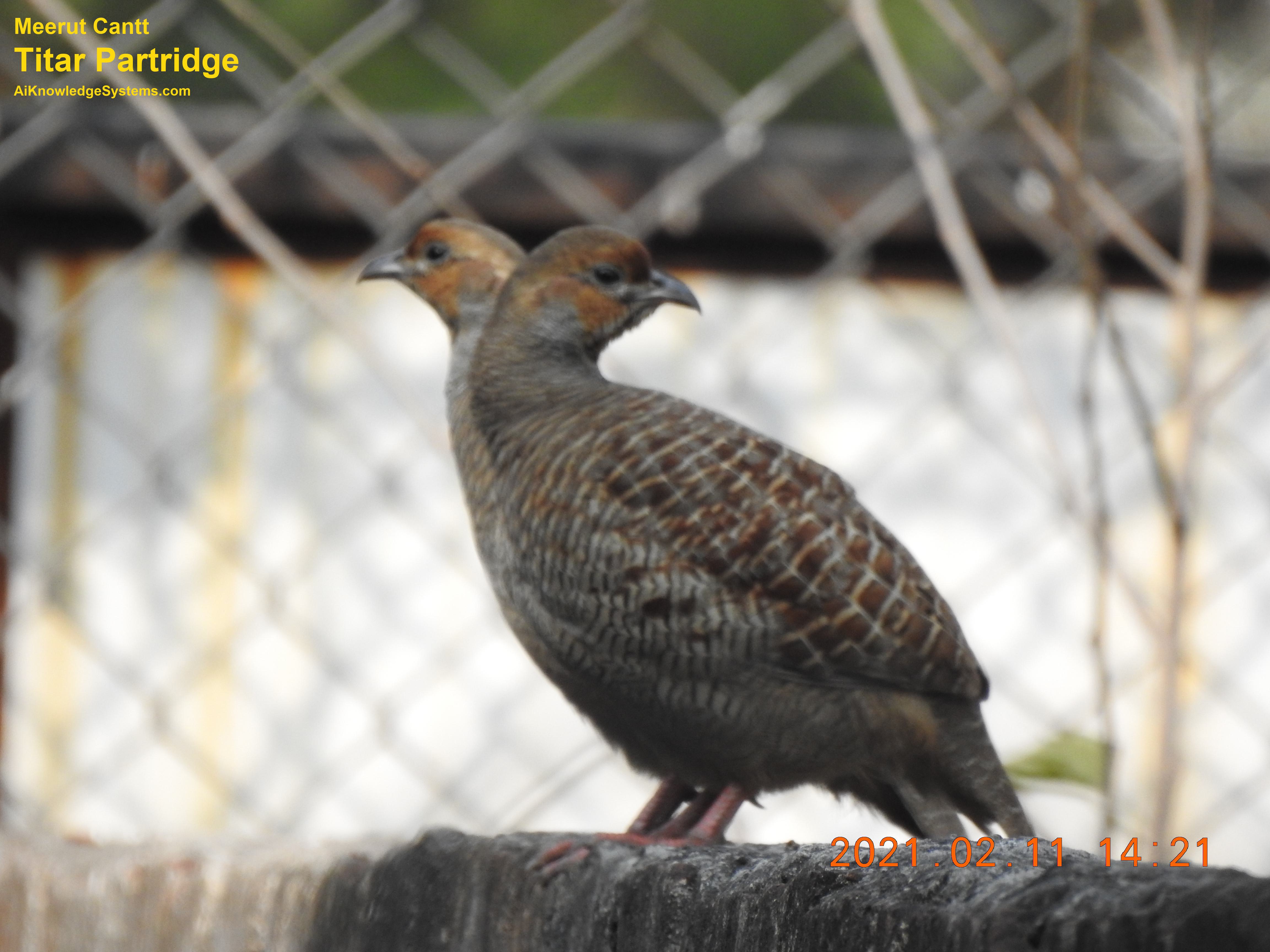 Titar Partridge (47) Coming Soon